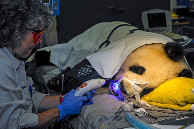 (AP Foto/San Diego Zoo, Ken Bohn)