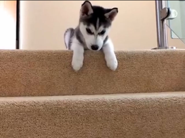 husky