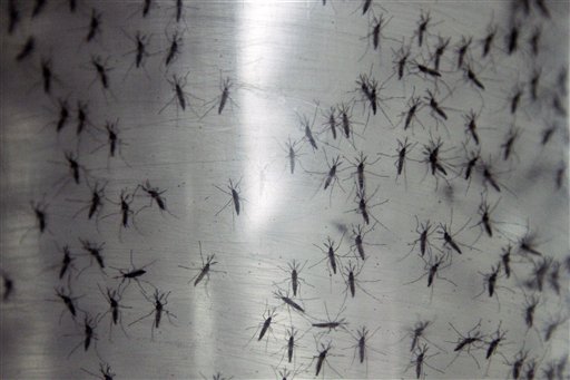 Realizan en Rusia concurso de picaduras de mosquito