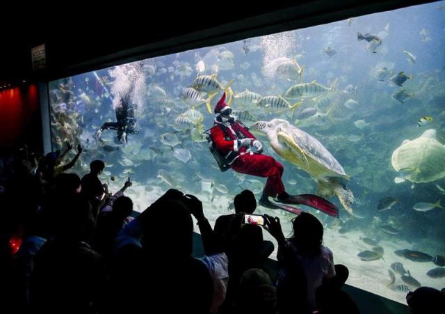 Un buceador vestido de Papá Noel submarino alimenta a una tortuga durante un estpectáculo en el acuario KLCC de Kuala Lumpur (Malasia), hoy, miércoles 17 de diciembre de 2014. EFE/Azhar Rahim