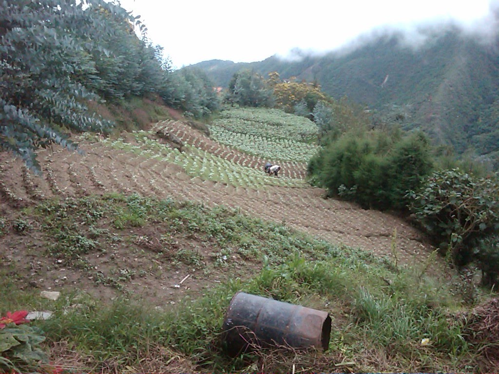 Venezolanos deberán cultivar la tierra en “conucos”