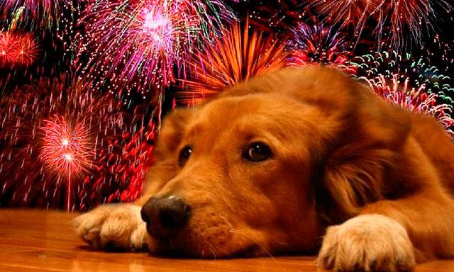 Tips para proteger a tu mascota del estruendo de los fuegos artificiales