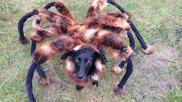 perro araña