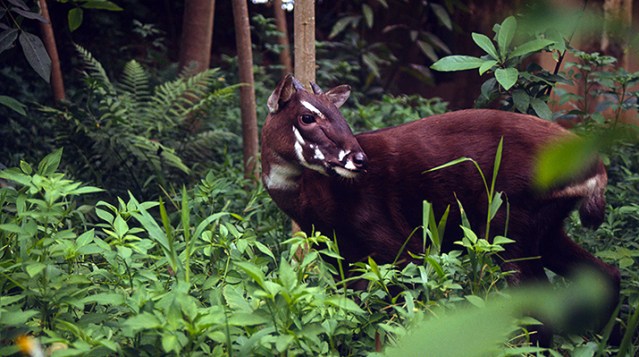 Saola or Vu quang ox (Pseudoryx nghetinhensis); Hanoi, Vietnam