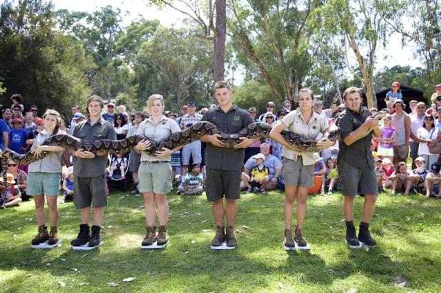 Fotografía facilitada por Australian Reptile Park de varios cuidadores subidos a sendas básculas para poder pesar, como cada año, a la pitón reticulada Atomic Betty en el parque de reptiles en Sídney (Australia) hoy, miércoles 7 de enero de 2015. Según varios medios, la pitón de 6,5 metros de largo pesa 129 kilos, once menos que el año pasado. EFE/Australian Reptile Park