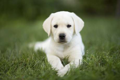 labrador-por