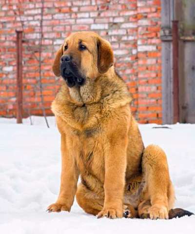 Puppy Spanish Mastiff sitting in snow against brick wall