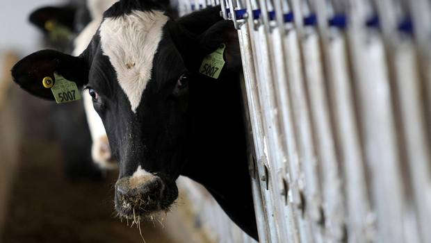 Tuvo que comerse a sus vacas criadas por nazis porque eran demasiado agresivas