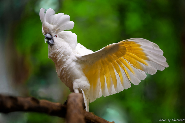 cacatua