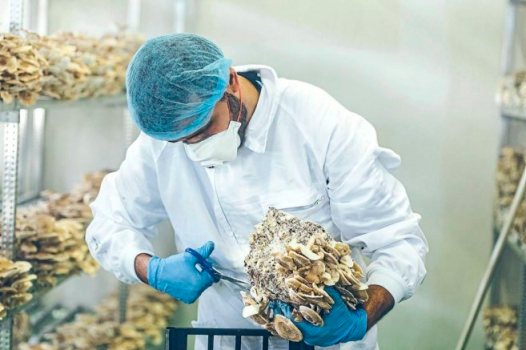 Foto: Un trabajador de Naturae recoge hongos que cultivan ellos mismos / elmundo.es