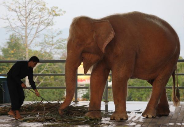 Myanmar White Elephant