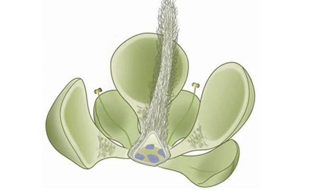 Foto: Ilustración la flor más antigua / 