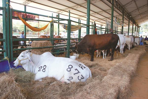 Productores de leche hacen lo imposible para surtir al país