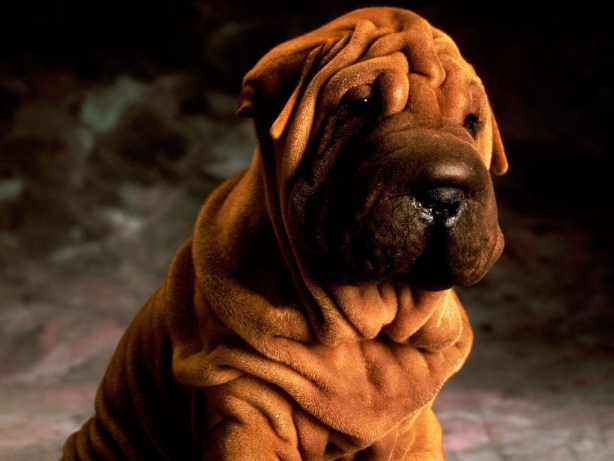 Sharpei