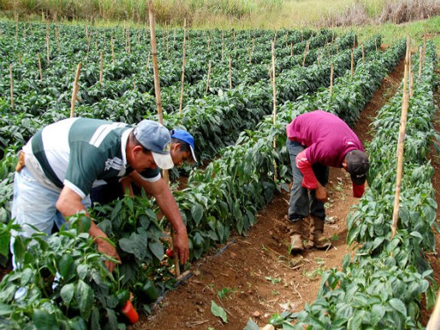 agricultura