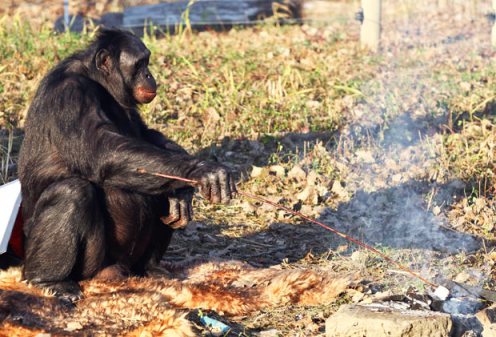 Foto: El bonobo (chimpancé pigmeo) Kanzi cocina un malvavisco en una reserva / tendencias21.net