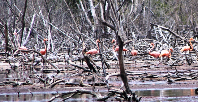 Ratifican reproducción de Flamencos en Laguna de la Restinga