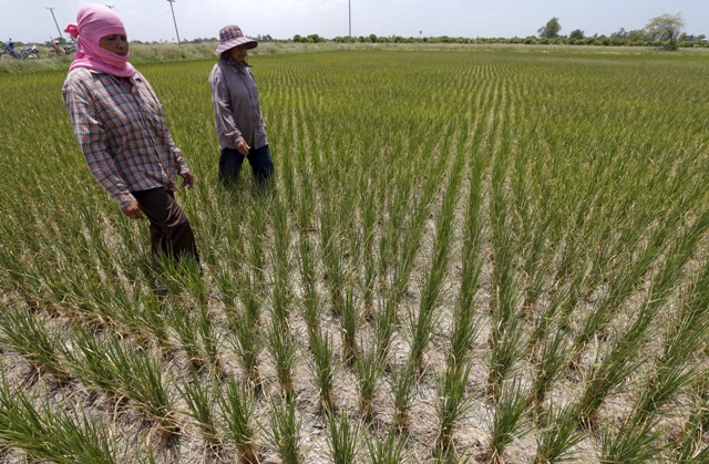 Foto: Granjeros caminan en un campo de arroz seco en la provincia de Suphanburi, Tailandia, 10 de julio de 2015. La presencia del fenómeno climático de El Niño en el Océano Pacífico está aumentando y se espera que crezca su desarrollo, elevando las temperaturas y reduciendo las lluvias el próximo año, dijo el martes el Servicio de Meteorología de Australia. REUTERS