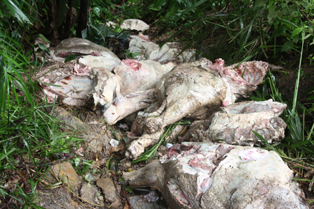 Hallan 4 toneladas de carne podrida en terreno de Potrerito