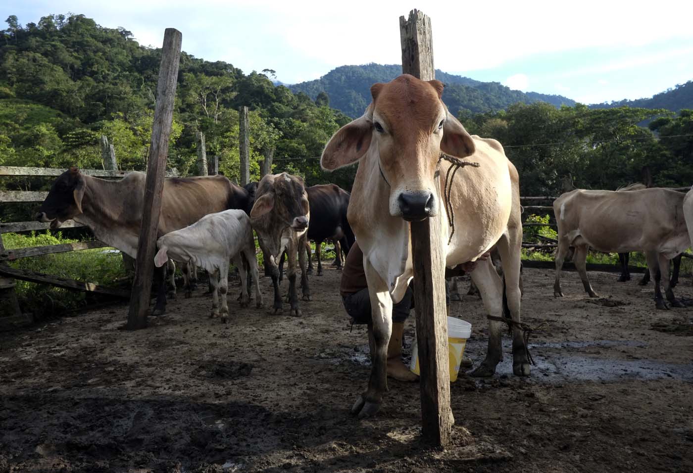 Oficializan normas sobre la vigilancia, prevención, control y erradicación de la brucelosis bovina