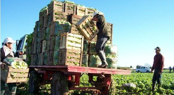 Escasez de gasolina genera pérdidas a transportistas de verduras y frutas