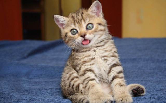 cute-funny-cat-kitten-hd-167549