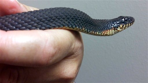 Foto: En esta imagen de 2015 proporcionada por el Departamento de Conservación de Missouri, una serpiente de agua de vientre amarillo en el Centro de Conservación de Naturaleza de cabo Girardeau, Missouri, EEUU. Por segunda vez en dos años, la serpiente ha tenido crías sin ayuda de un macho de su especie, señalan los conservacionistas. Las crías no sobrevivieron al verano, pero sí en 2014. (Candice Davis/Missouri Department of Conservation via AP)