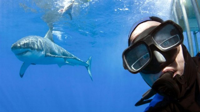 tiburones-selfies