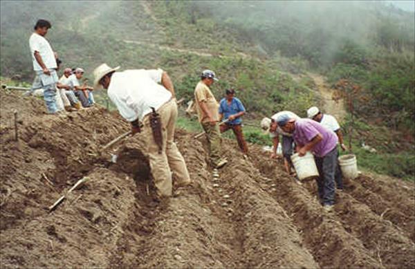 Productores de papas en Carabobo denuncian abandono por parte del Ministerio de Agricultura de Maduro