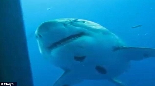 Un tiburón salta del agua, ataca a un niño en un bote y se lo lleva al mar