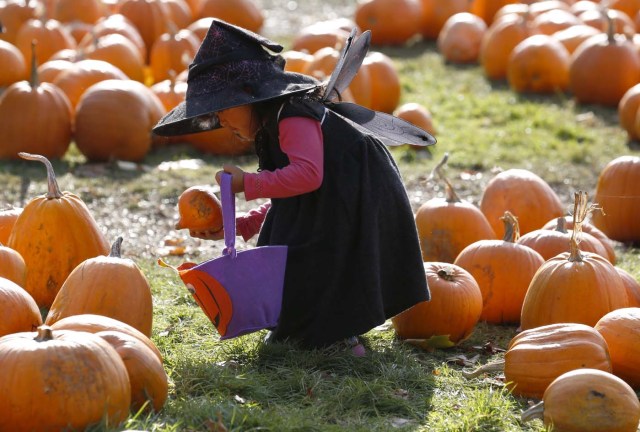 Dressed as a witch, Krizia Magdua plays with pumpkins in the pumpkin patch ahead of Halloween at Crockford Bridge Farm at Addlestone near Woking, Britain October 26, 2015. REUTERS/Luke MacGregor     SEARCH - MOST POPULAR INSTAGRAM - FOR ALL 25 IMAGES