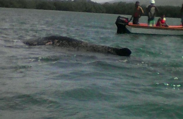 ballena en cariaco