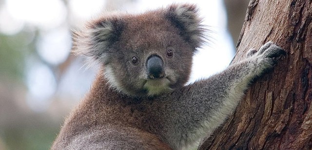 australia-koala