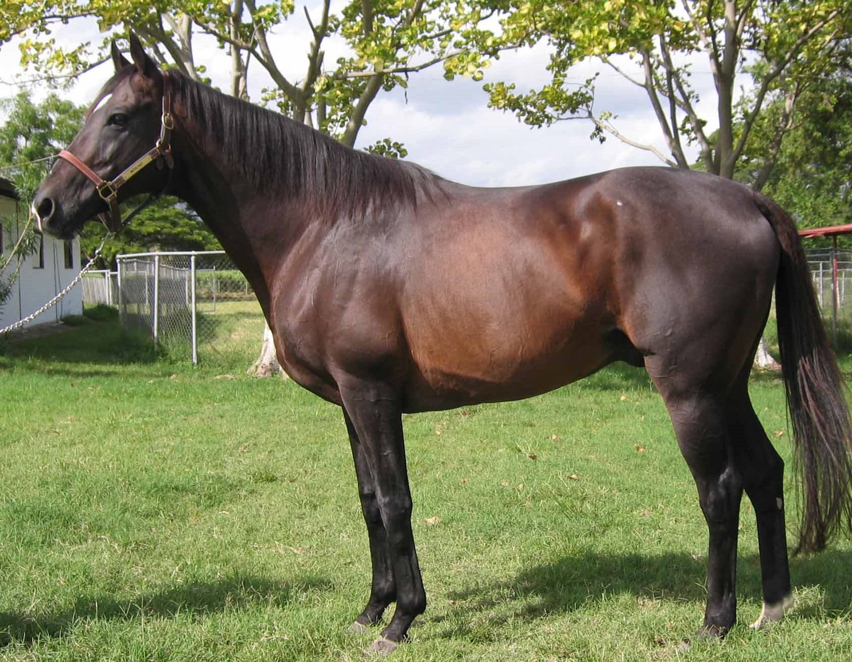 Water Poet fue sepultado en el Haras Vista Hermosa