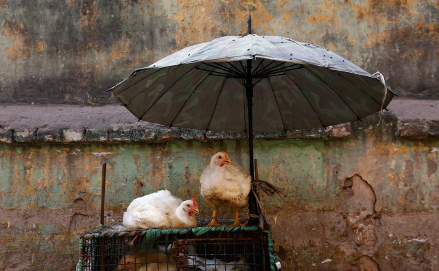 Los pollos se sientan encima de una jaula en un puesto de carne de pie en Nueva Delhi, India, 2 de marzo de 2016. REUTERS / Adnan Abidi