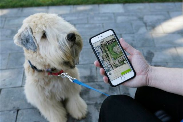 En esta foto del 24 de febrero de 2016, Russell Gipson Shearer muestra en su teléfono cómo su rastreador Whistle sigue a su perro Rocket en San Francisco. En el mundo hiperconectado de hoy, la tecnología llega a las mascotas. En Silicon Valley y más allá, un número creciente de empresas nuevas crean artefactos para mantener a las mascotas sanas, salvas, felices y conectadas cuando sus dueños están ausentes, pero los expertos advierten que el exceso de confianza en ellas puede ser perjudicial (AP Foto/Eric Risberg)