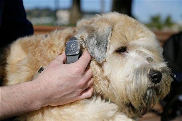 En esta foto del 24 de febrero de 2016, Russell Gipson Shearer muestra en su teléfono cómo su rastreador Whistle sigue a su perro Rocket en San Francisco. En el mundo hiperconectado de hoy, la tecnología llega a las mascotas. En Silicon Valley y más allá, un número creciente de empresas nuevas crean artefactos para mantener a las mascotas sanas, salvas, felices y conectadas cuando sus dueños están ausentes, pero los expertos advierten que el exceso de confianza en ellas puede ser perjudicial (AP Foto/Eric Risberg) In this photo taken Wednesday, Feb. 24, 2016, Russell Gipson Shearer displays the Whistle pet tracker, a GPS-enabled device, on his dog Rocket's collar at Dolores Park in San Francisco. Technology isn't just for humans. It's also for their furry friends. In Silicon Valley and beyond, a growing number of "pet-tech" startups are selling devices to keep pets safe, healthy, entertained and connected when their owners are away. (AP Photo/Eric Risberg)