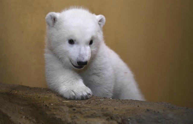 Una cachorra de oso polar es fotografiada en el zoo de Bremerhaven (Alemania) hoy, 9 de marzo de 2016. La osezna pesa alrededor de 11 kilos. EFE/Carmen Jaspersen / Pool