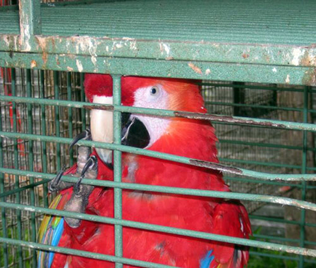 Cayó abatido presunto bachaquero de aves al enfrentarse al Ejército en Zulia