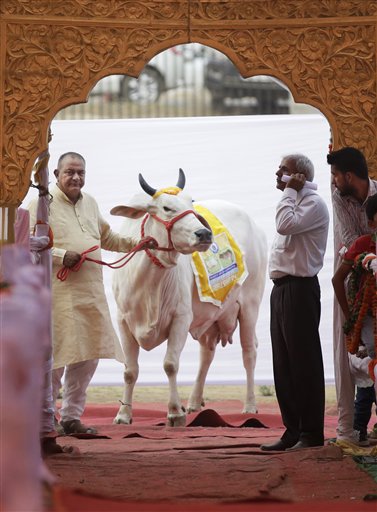 Un ganadero indio aguarda con una de sus vacas antes de hacerla caminar por una rampa durante un concurso de belleza bovina en Rohtak, India, el sábado 7 de mayo de 2016. Cientos de vacas y toros caminaron por la pasarela en este pueblo del norte de India para participar en el certamen, cuyo objetivo es promover la crianza de ganado autóctono y crear conciencia sobre la salud animal. (Foto AP/Altaf Qadri)