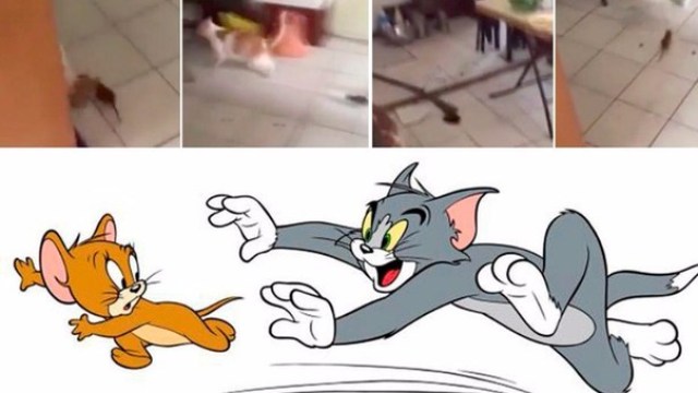 TomyJerry