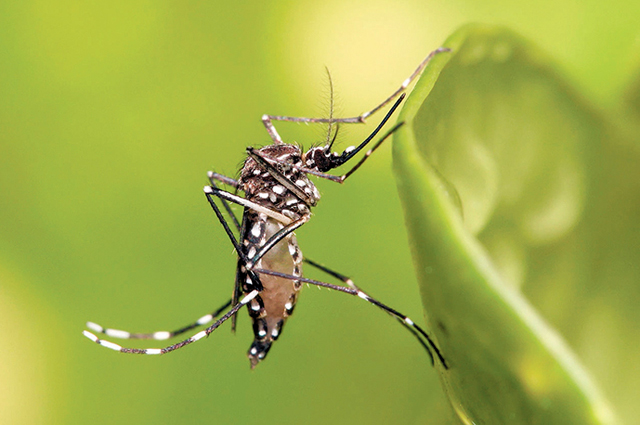 Salud Miranda en alerta epidemiológica ante aparición de virus Mayaro