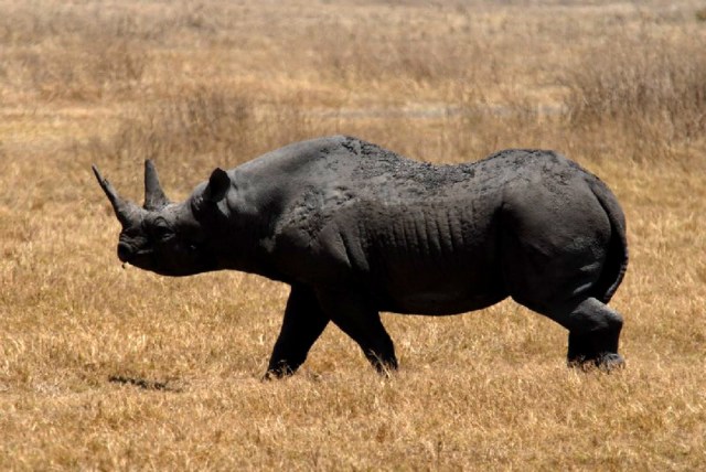 Dos rinocerontes negros