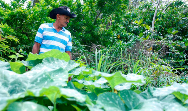 Decae producción agrícola en conucos de Margarita