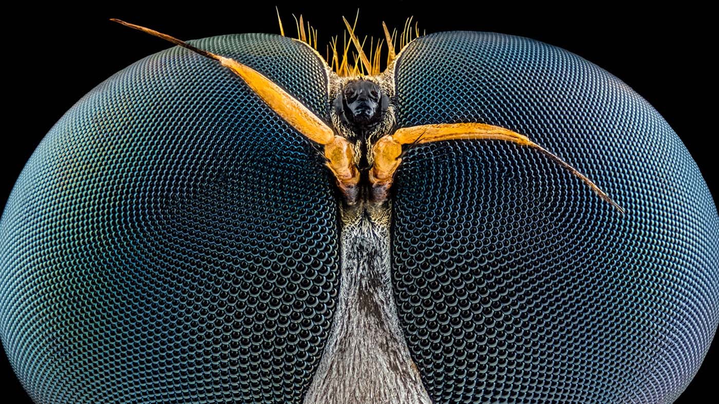 Bajo el microscopio: Las fotos de un mundo desconocido