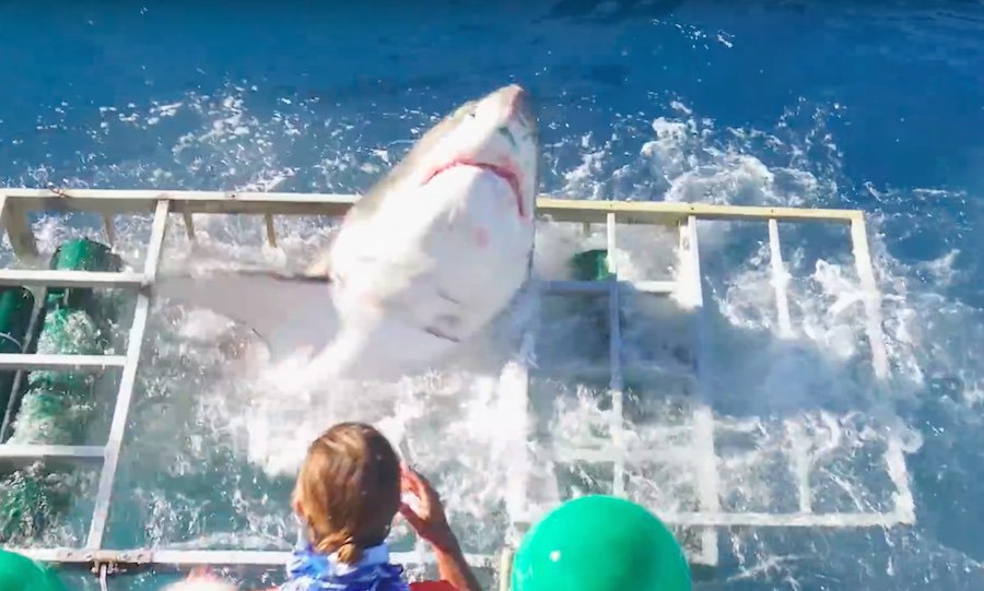 ¡Susto! Este tiburón blanco logró entrar en la jaula de un buceador (Video)