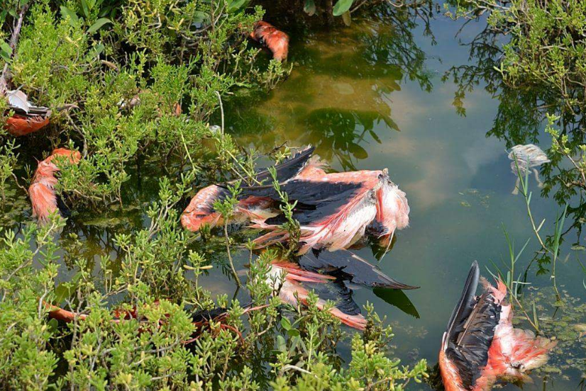 Denuncian matanza de flamencos en el estado Zulia