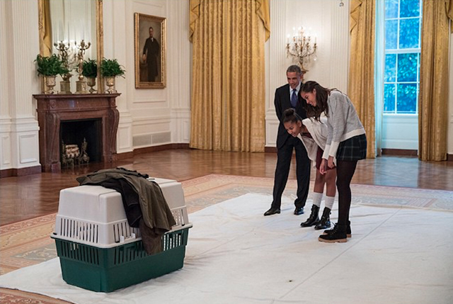 Barack Obama y sus hijas, Malia y Sasha, miran el pavo en el Día de Acción de Gracias, noviembre del 2014.