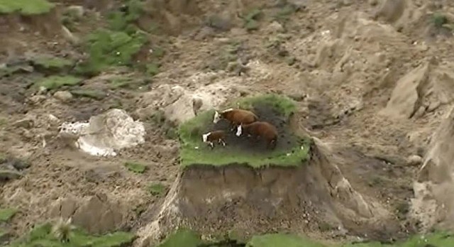 En esta imagen extraída de un video, tres vacas varadas en una isla de hierba en un prado afectado por un terremoto cerca de Kaikoura, Nueva Zelanda, el lunes 14 de noviembre de 2016. (Newshub via AP)