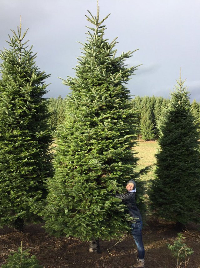 20ft-christmas-tree-cut-in-half-roof-2